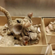 Image: Kate Golembiewski, The Field Museum